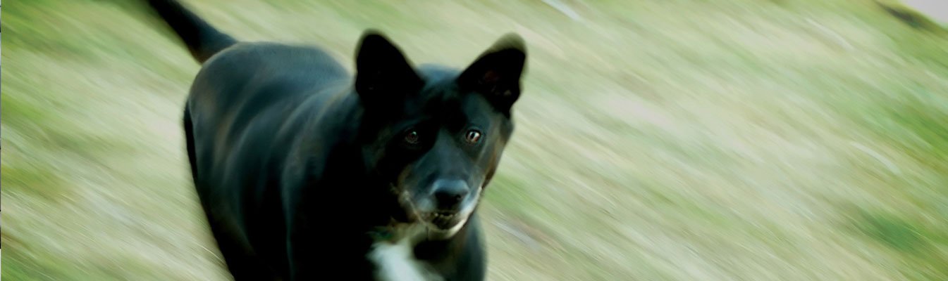 dog-bites-full Uninsured Driver Accident Lawyer